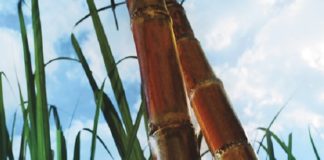 ARTIGO – Um alerta sobre a ampliação de novas variedades