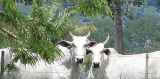 Conselho Consultivo Técnico objetiva impulsionar evolução do Nelore no país