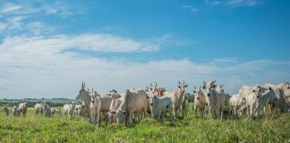 Novo programa nutricional aumenta taxas de fertilidade das matrizes e qualidade dos bezerros desmamados