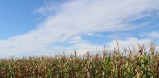 Encontro digital vai abordar as vantagens do consórcio de braquiária com milho