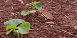 Safra 2020-2021: MS inicia plantio do algodão