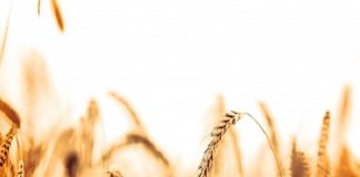 Mudanças climáticas impactam na produção de trigo mundial