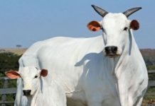 DESTAQUE – PEC bate recorde em resultados e anuncia pecuaristas vencedores da edição 2020