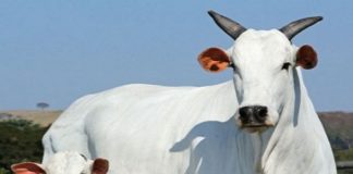 DESTAQUE – PEC bate recorde em resultados e anuncia pecuaristas vencedores da edição 2020