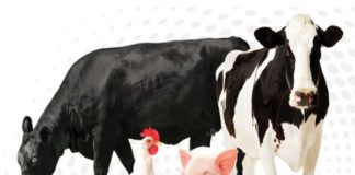 Série “Global Beef Cattle Journey” compartilha conhecimento sobre pecuária do Brasil, África do Sul, Austrália e Argentina