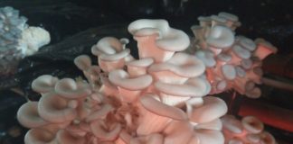 Pisos radiantes encontram aplicação na agricultura