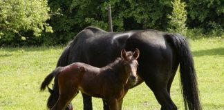 Suplementação nutricional contribui para desenvolvimento de potros e cavalos jovens
