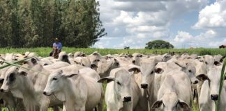 ARTIGO – Pecuária 4.0: inteligência artificial auxilia na produtividade de pastagens no Brasil