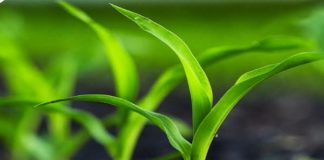 ARTIGO – Como a tecnologia pode evitar prejuízos na lavoura