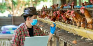 ESPECIAL – Estruture a granja para postura eficiente e rentável