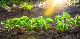 Soja e milho: Conab e Inpe utilizam geotecnologia para mapeamento