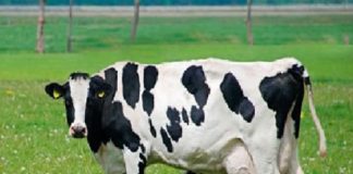 Resultados de 2020 levam a projeções positivas para 2021