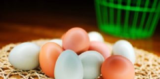 Combater a desnutrição de até 30 mil pessoas: objetivo do projeto Eggonomics