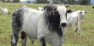 DESTAQUE – Dicas para avaliar touros Nelores por fotos ou vídeos