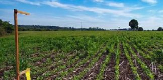 Após detectar sinais de enfezamentos transmitidos pela cigarrinha, Fundação MS inicia programa de enfrentamento