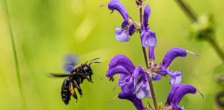 DESTAQUE – Programa de EaD trata da relação agricultura e apicultura