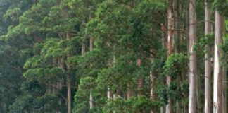 Programa de parceria com pequeno produtores amplia força do setor de árvores plantadas