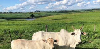 Planejamento estratégico de suplementação favorece prenhez de vacas
