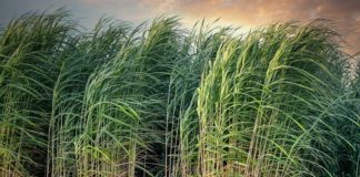 IAC explica como viabilizar canaviais transgressivos