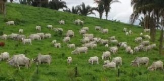 Aprovado pelo Senado, PL sobre aquisição de propriedade rural por estrangeiros segue para Câmara