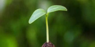 Sinistro no campo por motivos climático deve ser comunicado no prazo para merecer indenização