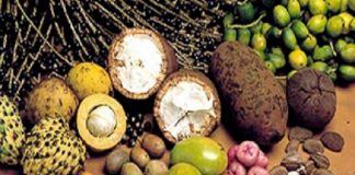 ATENÇÃO – Este ano passa a vigorar novas regras de subvenção para produtos da sociobiodiversidade, alerta Conab