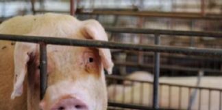 BALANÇO – Exportações de carne suína batem recorde e de frango mantém estabilidade