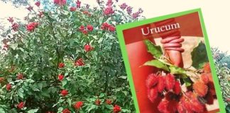 Trinta anos de pesquisa no Ital com urucum reunidos em livro trilíngue