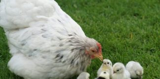 NOVIDADE – Acidificantes melhoram bem-estar e sanidade dos animais