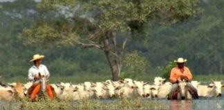 MT muda regras para recuperação financeira sustentável do Pantanal