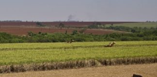 Nutrição aplicada no momento certo promove maior produtividade, comprova relatório