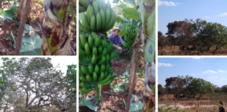 Cerca de 55 mil pequenos produtores rurais e extrativistas recebem mais de R$ 6 milhões para iniciativas sustentáveis