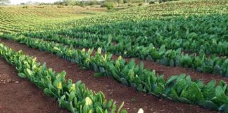 Parceria para mecanização da colheita de palma forrageira prevê ganhos para a a pecuária nordestina