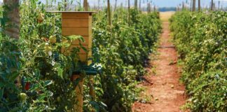 Plataforma valida boas práticas e gera benefícios para produtor e varejista