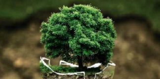 Política Nacional de Pagamento por Serviços Ambientais é sancionada e entra em vigor