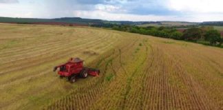 Cresce a produção de semente pela Fazendo do Estado de São Paulo