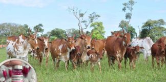 Brucelose: SP registra recorde anual de vacinação e produção de antígenos cresce 20%