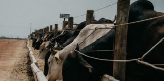 Cerca de 1,5 milhão de bois confinados foram mapeados em cinco Estados