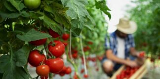 TOMATE – Uso de produtos enriquecidos em aminoácidos pode aumentar a produção e resultar em frutos de melhor qualidade