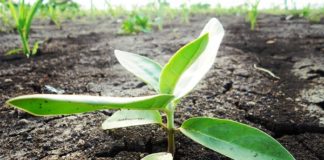 ARTIGO – Sementes de esperança