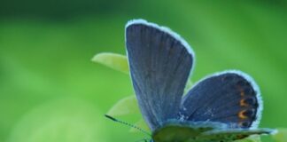 Empresa de defensivos microbianos conquista certificação ambiental