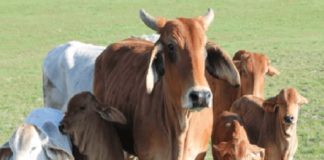 ExpoZebu 2021 terá competição de Brahman