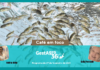 GestAgro 360° em Café em foco leva a produção de peixe de cativeiro