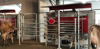 Instalada há menos de um ano, ordenha robotizada gera resultados em fazenda paranaense