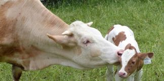 Novo nutriente tem a meta de aumentar índices reprodutivos dos rebanhos de leite e corte