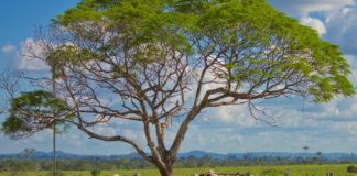 Crescimento da pecuária nacional depende de captação de recursos e de visibilidade dos fornecedores indiretos, garante GTFI