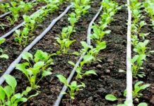 DESTAQUE – Empresa alemã de nutrição vegetal investe mais de US$ 100 milhões em retorno ao Brasil