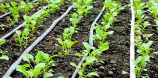 DESTAQUE – Empresa alemã de nutrição vegetal investe mais de US$ 100 milhões em retorno ao Brasil