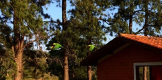 Conectividade: Produtor artesanal do interior de São Paulo impulsiona negócios