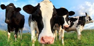 NWF – ONG com mais de 80 anos lança ferramenta de monitoramento para o Brasil